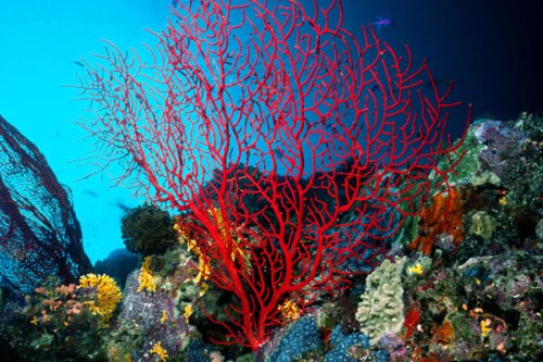 red coral