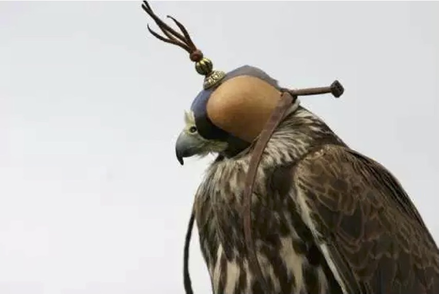 falcon_in_hood.jpg